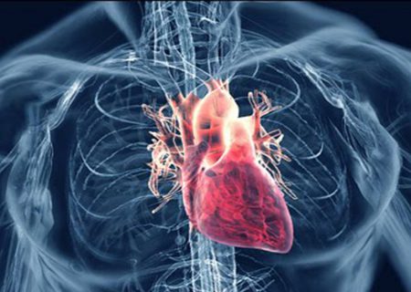 فراهم شدن امکان افزایش طول عمر دریچه‌های بیولوژیکی قلب