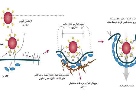 نقش اندوسیتوز در بدن و کاربردهای آن در بیومتریال