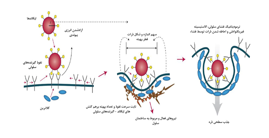 نقش اندوسیتوز در بدن و کاربردهای آن در بیومتریال